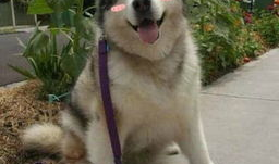 二哈漫画,欢乐逗趣，治愈心灵