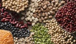 白麻豆,探寻古老植物的神奇魅力