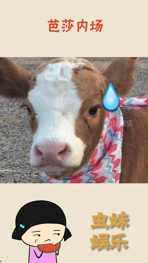 娱乐吃瓜酱的作品